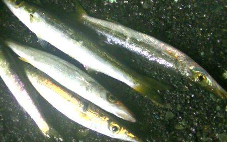 焼津港で良型のタコとカマス